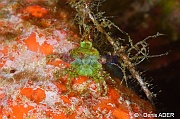 Huenia heraldica crabe fleche des algues-Wakatobi Sawa Fan garden-7m-20180528nuit-Denis-ADER-DSC_1590_tn